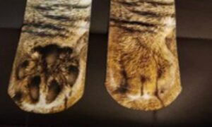 Smijeh do suza: Kupio čarape sa neobičnim uzorkom, reakcija mačke postala hit FOTO