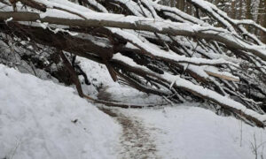 Neprijatno iznenađenje: Popularna staza na Banj brdu zakrčena porušenim stablima
