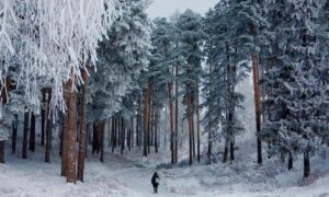 Prizor od kojeg se ledi krv u venama: U šumi pronađena tijela dva smrznuta muškarca