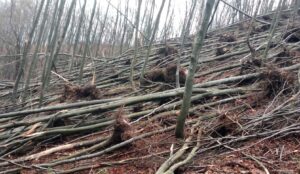 Uklanjaju srušena stabla na Banj brdu