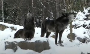 Herojski čin ljubimca! Pas spasao dječaka (10) od vuka i stradao u obračunu sa zvijeri