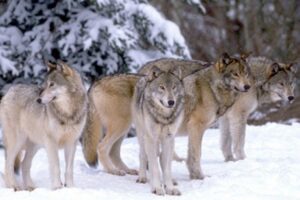Čopori vukova nadomak sanskih sela, rastrgli psa, prijetnja i za stoku