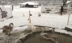 Milanovo malo životinjsko carstvo: U dvorištu stanuju emui, rakuni i jeleni lopatari VIDEO