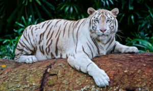 Tuga u zoološkom vrtu! Dva mladunca bijelog tigra uginula od korona virusa