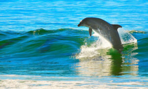 Vlasti istražuju slučaj: Plivači optuženi za uznemiravanje delfina VIDEO