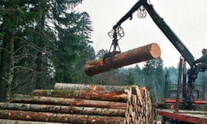 Manja proizvodnja, veća prodaja u Srpskoj: Trupci najzastupljeniji drvni sortiment