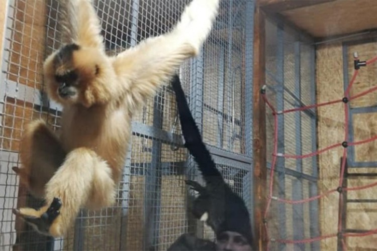 Novi stanovnici sarajevskog zoo vrta: Par gibona privlači pažnju
