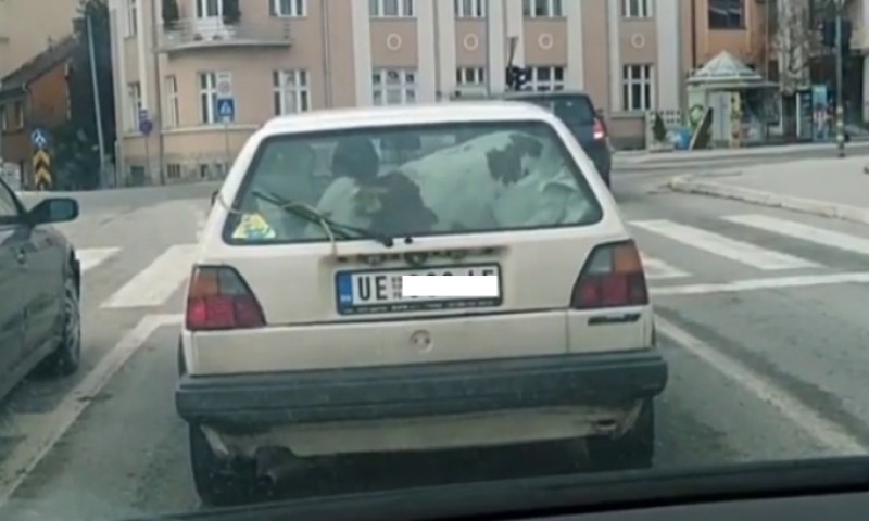 Automobil za sve i svašta – bukvalno: U gepeku legendarne “dvice” vozi se krava FOTO