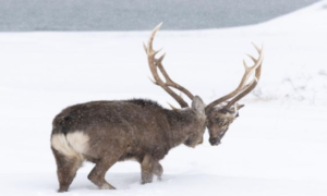 “Kuju” se razne teorije: Fotografija jelena koji lutao snježnim terenom hit na internetu
