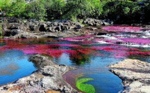 “Eksplozija” crvenih cvjetnih biljaka: Najljepša rijeka na svijetu ima sve dugine boje