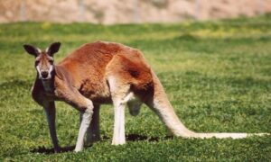 Imaju li bar malo duše: Prestrašno – dvojica tinejdžera optužena za ubistvo 14 kengura