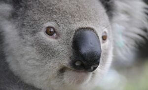 Životinja željela da pređe auto-put: Koala izazvala sudar pet vozila, pa otišla u šumu