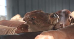 Vlada traži eutanaziju više od 850 krava na brodu