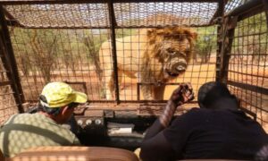 Nesvakidašnje iskustvo: Ljudi mogu da priđu i da iz kaveza posmatraju lavove FOTO
