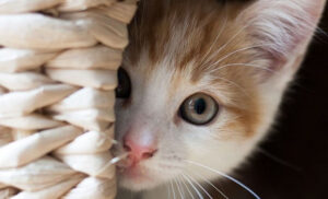 Korona i kućni ljubimci: Naučnici imaju sve više dokaza da ljudi mogu zaraziti mačke