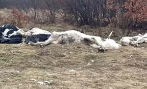 Mještani strahuju od zaraze: Uginule krave istovarene u blizini srpskog sela Gubin