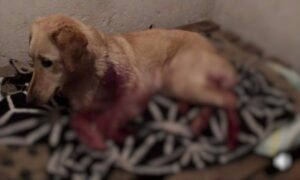 “Moglo je stradati nečije dijete ili prolaznika”: Muškarac upucao psa, ljudi u šoku