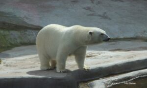 Niske temperature: Ove zime manje polarnih medvjeda će krenuti put arktičkih sela