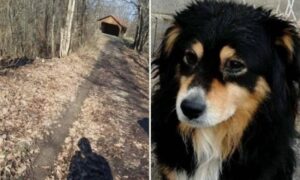 “Lovci sve pobiše, vješaju ih po šumi”: Ubijena tri vlasnička psa, policija istražuje slučaj