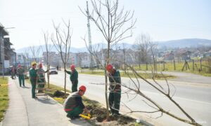 Uskoro počinje proljećna sadnja drveća: Plan je obuhvatiti što više naselja