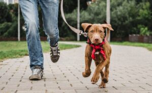 Šta kažu veterinari: Koliko dugo možete ostaviti psa samog