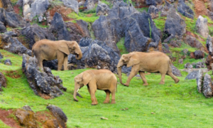 Ovako nešto se još nije desilo: Slon usmrtio radnika zoološkog vrta