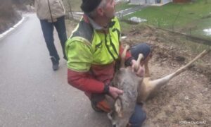 Pomogli nesrećnoj životinji: Komunalci našli i spasili teško povrijeđenu srnu