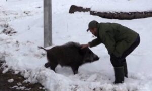 Ovo se ne viđa svaki dan: Kućni ljubimac lovca Slavka je vepar “Tito”