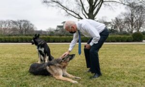 Major je “malo nervozan”: Bajdenov pas se vratio u Bijelu kuću, pa ponovo ugrizao