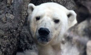 Drugačiji ugođaj za goste: Bijeli medvjedi atrakcija u kineskom hotelu, “pljušte” osude