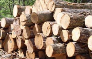 Nezakonito sjekao i krao drva: Podnesena krivična prijava protiv muškarca zbog šumske krađe