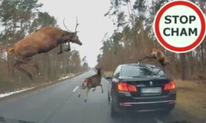 Krdo jelena iznenada iskočilo iz šume, vozač jedva uspio da ih izbjegne VIDEO