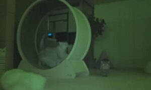Njima se ne spava: Pokazao šta njegove mačke rade tokom noći i oduševio internet