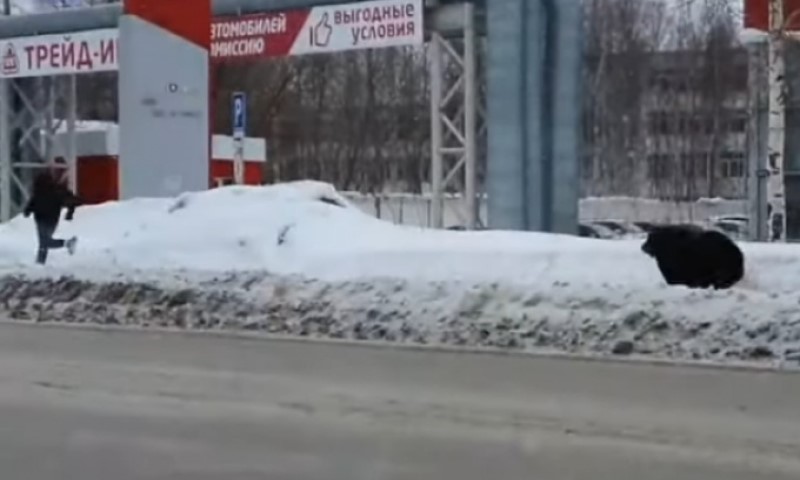 Nesvakidašnja scena: Medvjed ganjao muškarca ulicama grada, pa ga udario autobus
