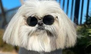 Hit na internetu! Ovog psa društvene mreže obožavaju zbog njegove “kul frizure”