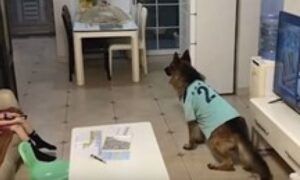 Simpatičan video! Djevojčica gleda TV dok roditelji nisu u kući, a pas “čuva stražu”