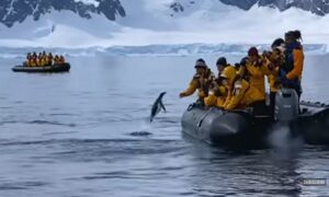 Nevjerovatan snimak: Pingvin se spasao od kitova-ubica skokom na čamac prepun turista