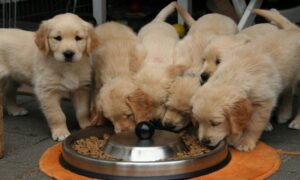Vlasnik restorana sprema besplatne obroke za pse lutalice, a evo kako je počela tradicija