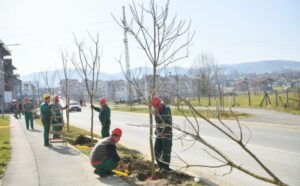 Završena proljećna sadnja stabala: Gradski drvoredi bogatiji za 200 sadnica