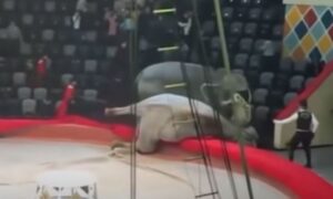 Ko je glavni? Sukobili se slonovi u ruskom cirkusu, publika bježala s tribina