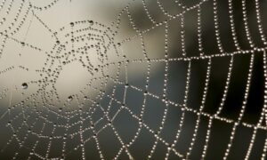 I to je moguće: Naučnici otkrili kako zvuči paukova mreža VIDEO
