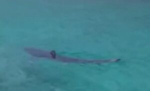 Ajkula se brćka u plićaku! Nesvakidašnji prizor “preplavio” internet VIDEO