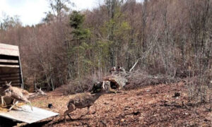 Privlačan prizor za oči: Evropski jelen se nakon 160 godina vratio na Kopaonik