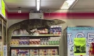 Nesvakidašnji prizor: Ogroman gušter neprijatno iznenadio kupce u prodavnici