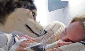 Smijeh do suza! Pretvarala se da želi spavati u krevetu svog psa, njegova reakcija je hit VIDEO