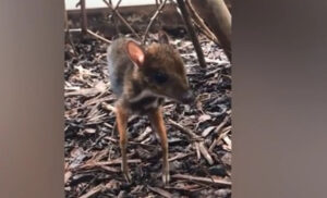 Nova zvijezda zoološkog vrta: Rođen jelen veličine olovke, a izgledom podjeća na miša