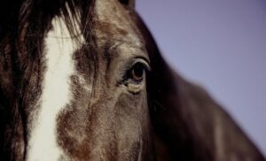 Nezapamćen užas u Australiji: Na seoskom imanju pronađeno više od 500 zaklanih konja