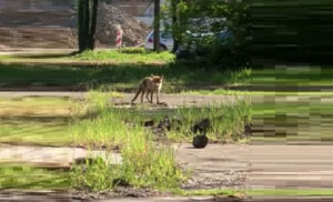 Prizor iznenadio prolaznike! Nakon medvjeda i lisica se šetala ulicama Banjaluke VIDEO