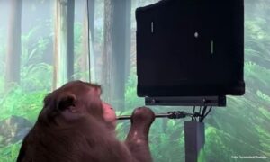 Eksperiment Ilona Maska uspio: Čipovani majmun odigrao video igricu VIDEO