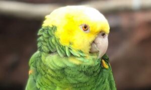 Atrakcija u parku divljih životinja: Papagaj zapjevao Bijonsin hit i oduševio VIDEO